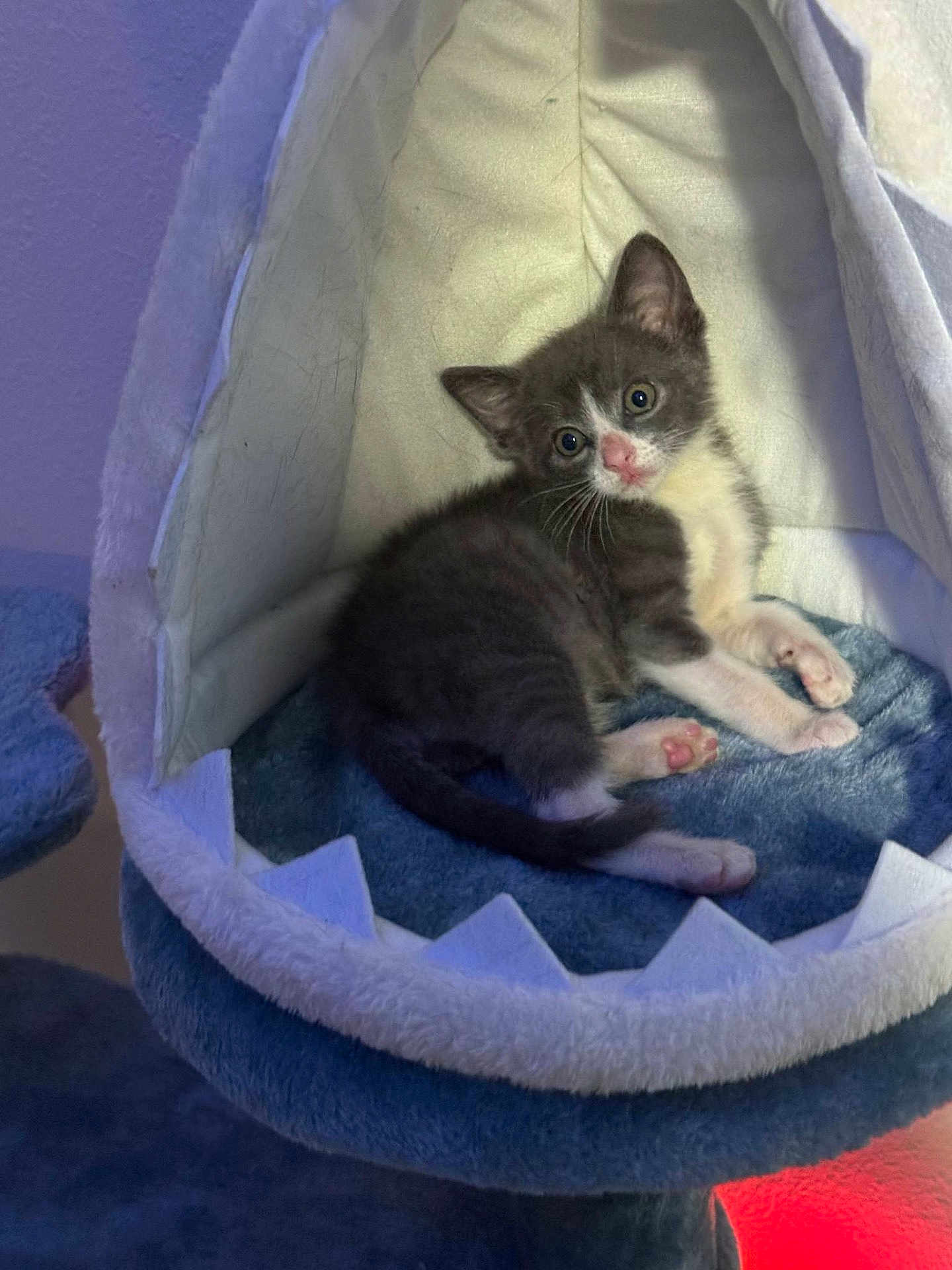 Nug Nug is registered to the contest to win money with this photo: animal, cat, cat_bed, cozy, curious, cute, feline, furry, gray, indoor, kitten, pet, pink_nose, pink_paws, resting, shark_bed, small, soft_fabric, white, young