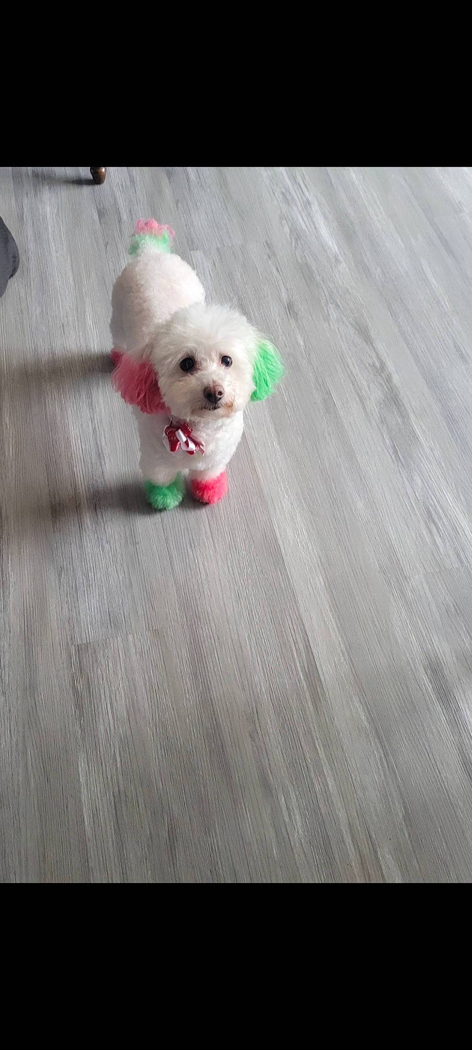 Bella joined the competition — help win amazing prizes! canidae, carnivore, collar, companion_dog, dog, dog_breed, dog_clothes, dog_collar, dog_supply, fawn, flooring, fur, hardwood, pet_supply, snout, sporting_group, stuffed_toy, toy_dog, wood, working_animal