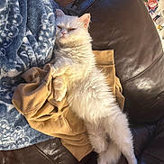 Mochi is registered to the contest to win money with this photo: animal, blanket, cat, cloth, couch, cozy, cute, feline, fluffy, fur, home, indoor, lazy, leather, living_room, pet, relaxed, resting, sleepy, white_cat