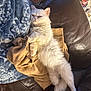 animal, blanket, cat, cloth, couch, cozy, cute, feline, fluffy, fur, home, indoor, lazy, leather, living_room, pet, relaxed, resting, sleepy, white_cat