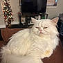 animal, brown_couch, christmas_tree, couch, daylight, decorations, feline, fluffy_cat, fur, furniture, holiday_decor, home_interior, indoor, living_room, ornaments, pet, relaxed, television, white_cat, window_blinds