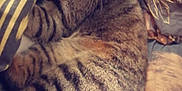 Oréo a rejoint le concours — aidez-le/la à gagner de superbes lots ! cat, tabby_cat, feline, pet, animal, striped, whiskers, ears, bed, blanket, fabric, cozy, resting, indoor, cute, fur, sleepy, comfort, closeup, curious