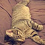 Oréo participe au concours pour gagner de l'argent avec cette photo : cat, tabby, pet, animal, bed, purple_bedspread, relaxed, sleepy, indoor, feline, striped, fur, whiskers, collar, resting, cozy, cute, lying_down, domestic_cat, comfort