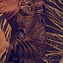 Oréo a rejoint le concours — aidez-le/la à gagner de superbes lots ! cat, tabby, striped, animal, pet, cozy, pillow, lion_pillow, patterned, bed, blanket, resting, indoor, fur, cute, feline, comfort, sleepy, closeup, warm