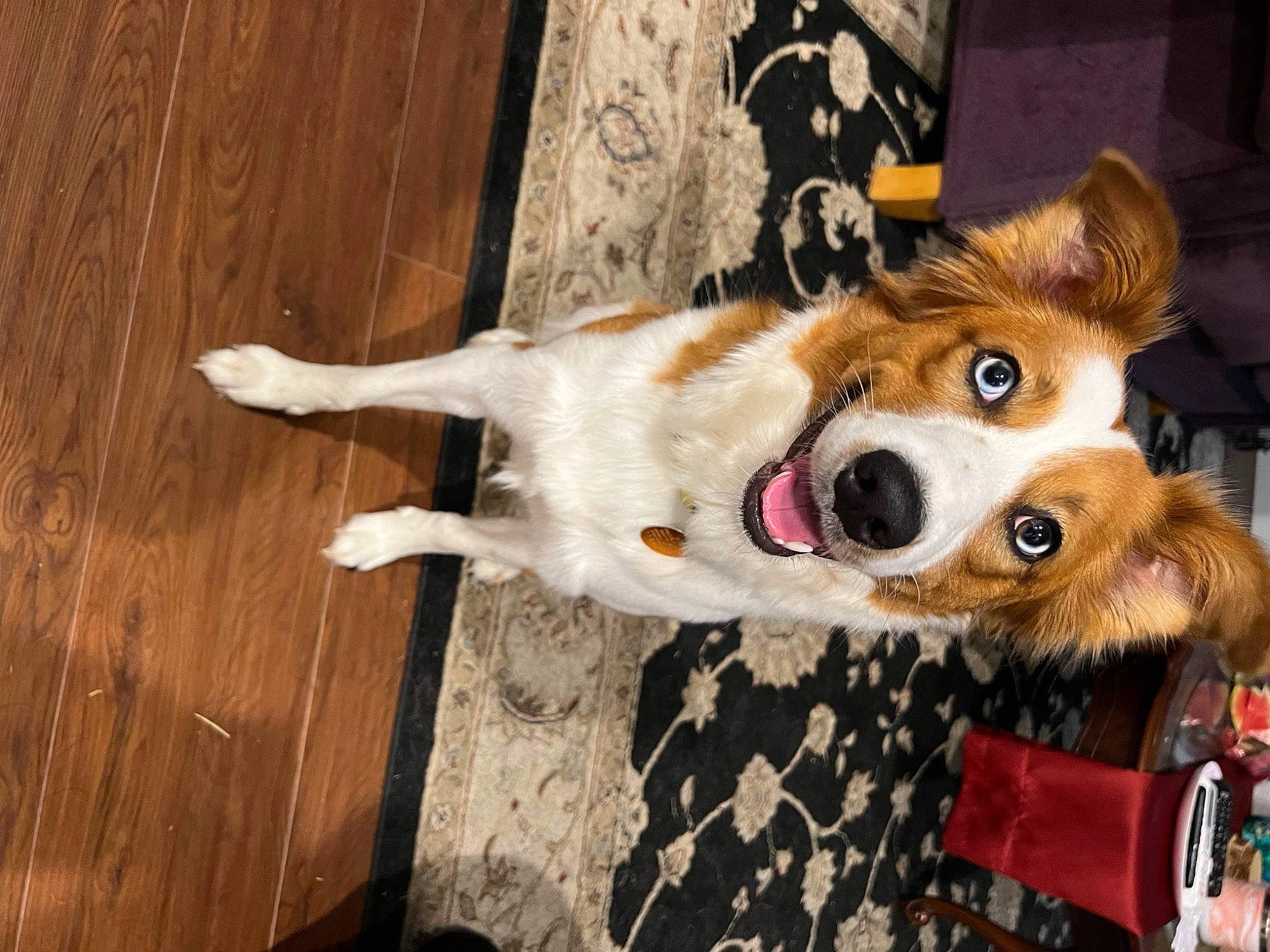 Nova is registered to the contest to win money with this photo: canidae, carnivore, collar, companion_dog, couch, dog, dog_breed, door, fawn, flooring, fur, hardwood, herding_dog, snout, sporting_group, tail, whiskers, wood, wood_stain, working_animal