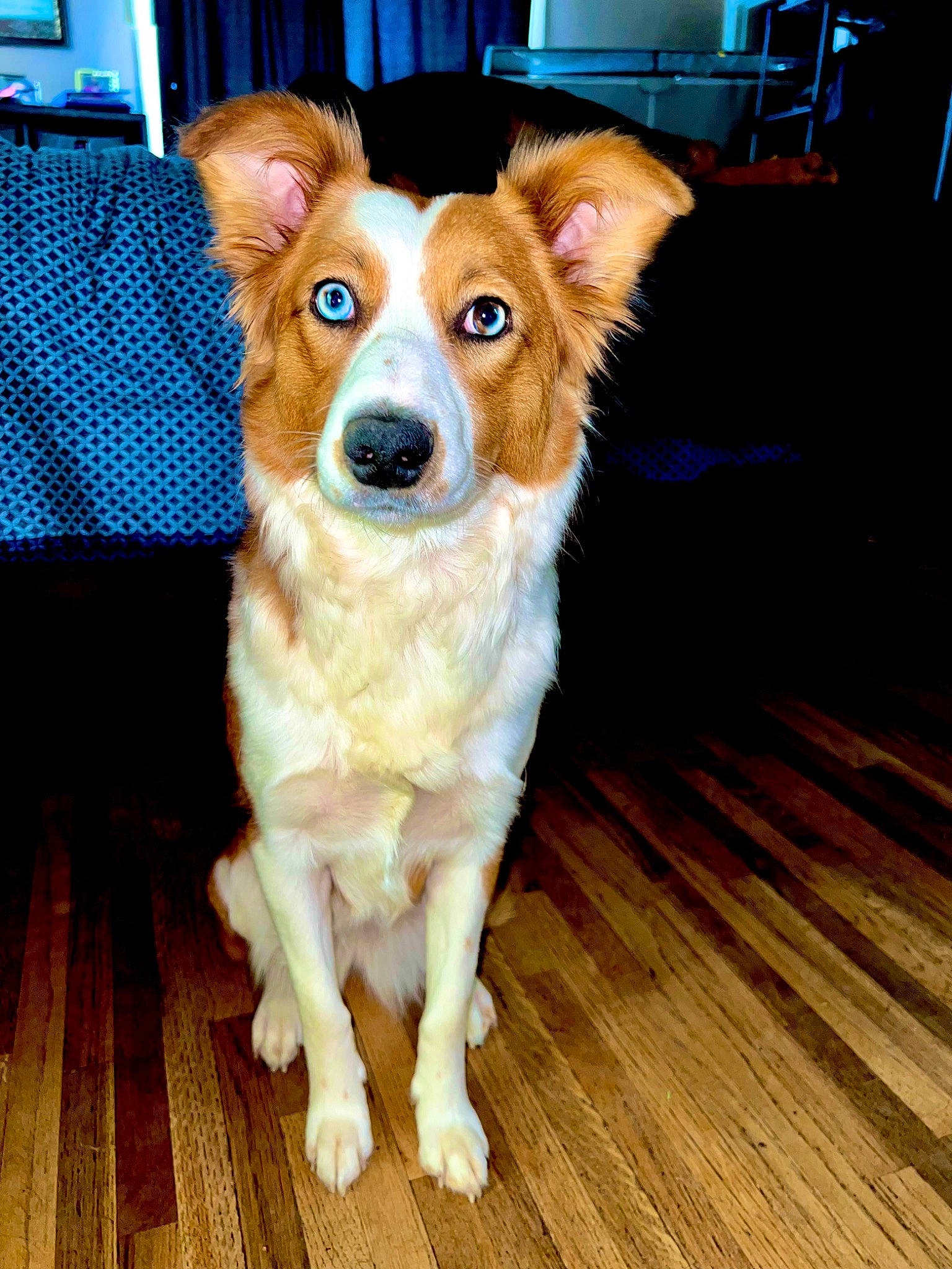 Nova joined the competition — help win amazing prizes! carnivore, chair, companion_dog, couch, desk, dog, dog_breed, door, fawn, floor, flooring, furniture, hardwood, snout, sporting_group, toy_dog, whiskers, window, wood, working_animal