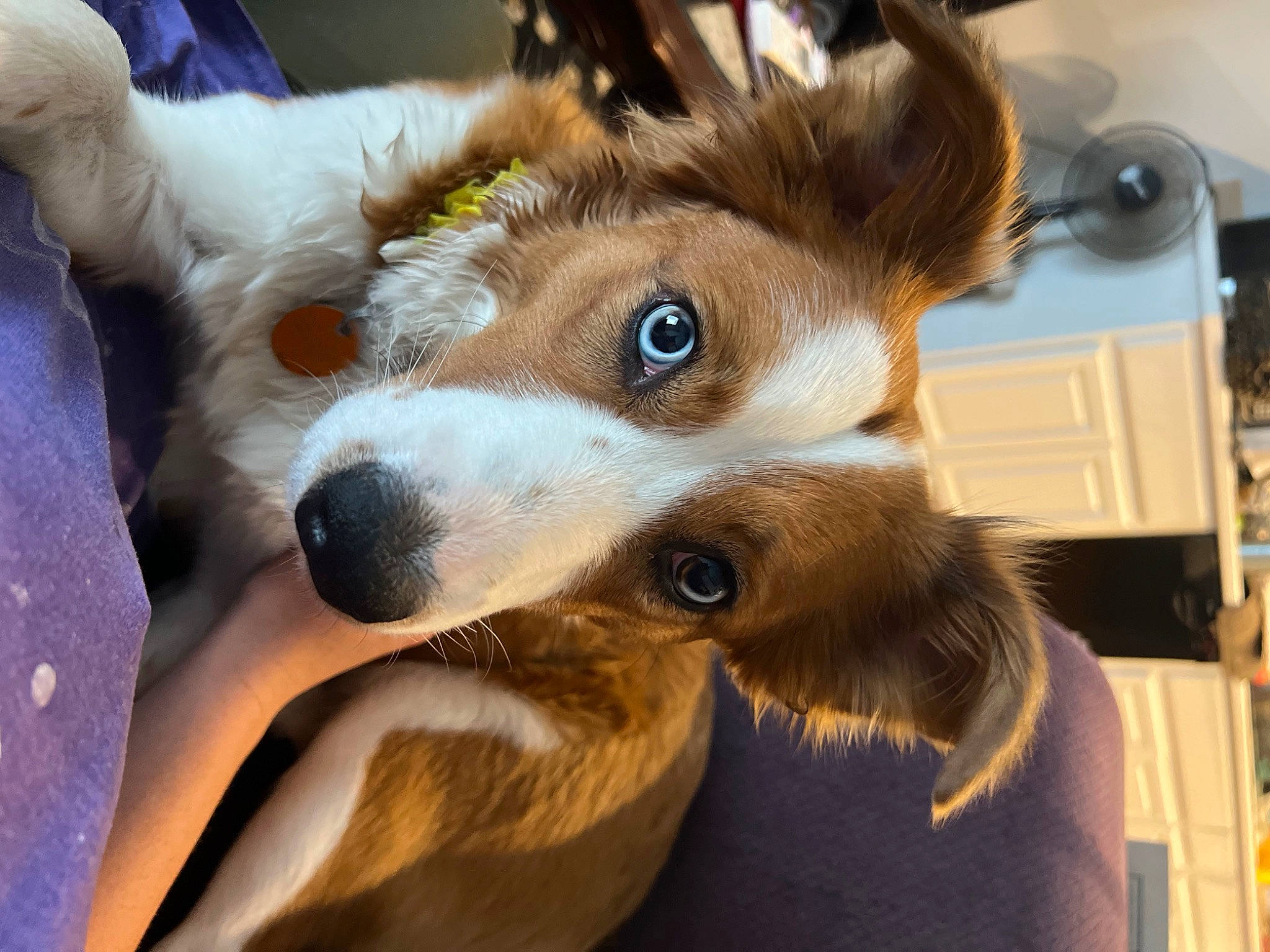 Nova joined the competition — help win amazing prizes! canidae, carnivore, collar, collie, companion_dog, dog, dog_breed, ear, fawn, fur, rough_collie, scotch_collie, seat_belt, shetland_sheepdog, snout, sporting_group, terrestrial_animal, toy_dog, whiskers, working_animal