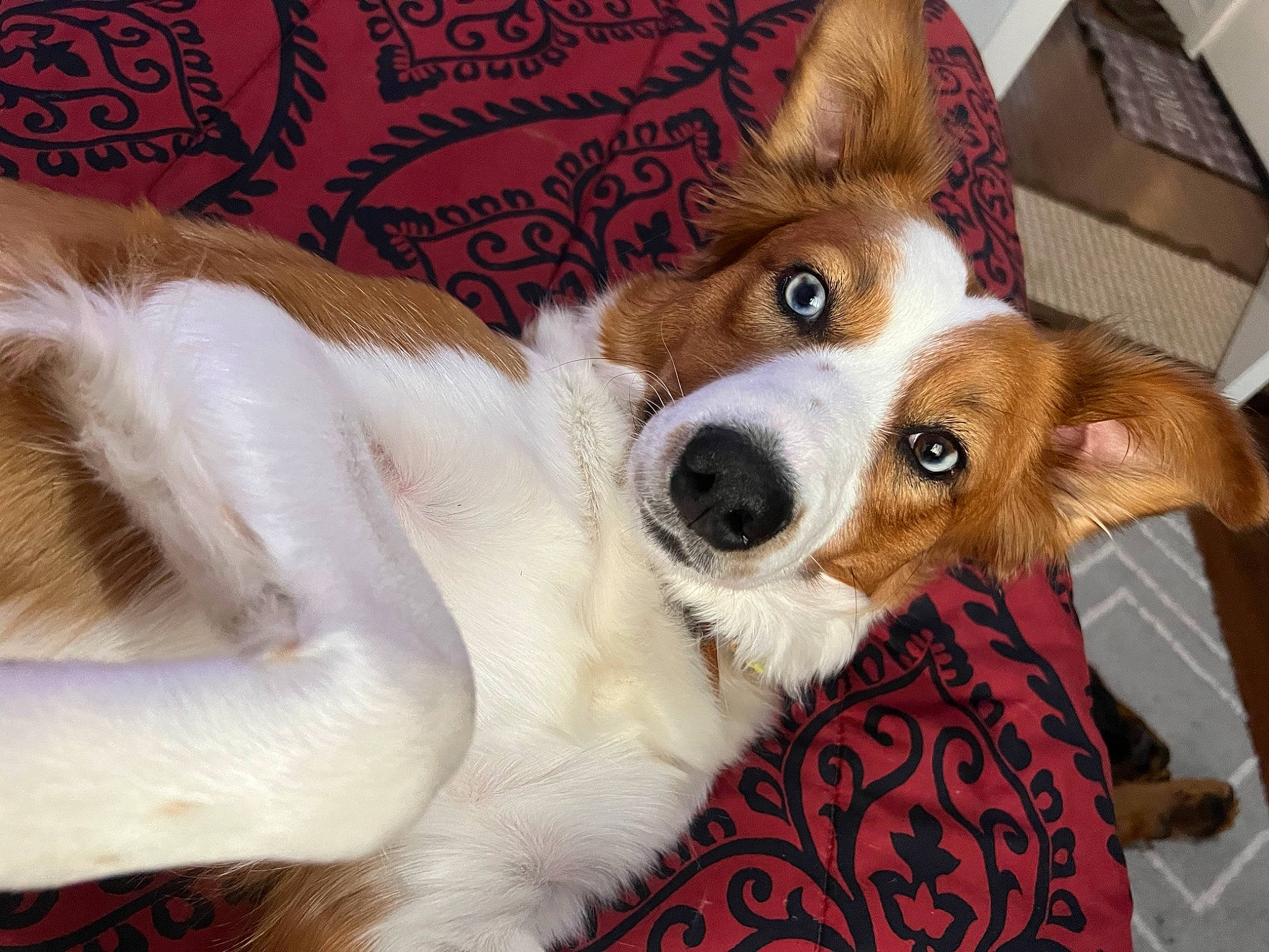 Nova is registered to the contest to win money with this photo: bed, canidae, carnivore, comfort, companion_dog, dog, dog_breed, ear, fawn, fur, non_sporting_group, paw, plush, snout, sporting_group, toy, whiskers, working_animal