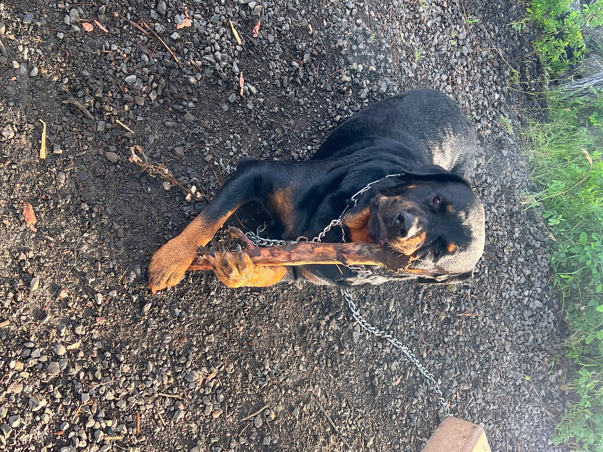 Brutus is registered to the contest to win money with this photo: asphalt, canidae, charcoal, fire, grass, heat, landscape, people_in_nature, road_surface, shadow, soil, sporting_group, tail, tar, terrestrial_animal, tints_and_shades, wildlife, wood