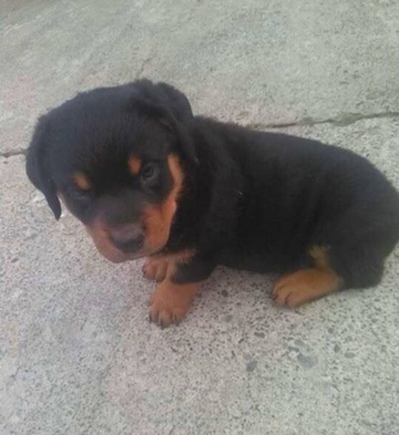 Brutus is registered to the contest to win money with this photo: beaglier, bored, canidae, carlin_pinscher, carnivore, companion_dog, dog, dog_breed, hound, hunting_dog, paw, plant, puppy, snout, sporting_group, terrestrial_animal, working_animal, working_dog