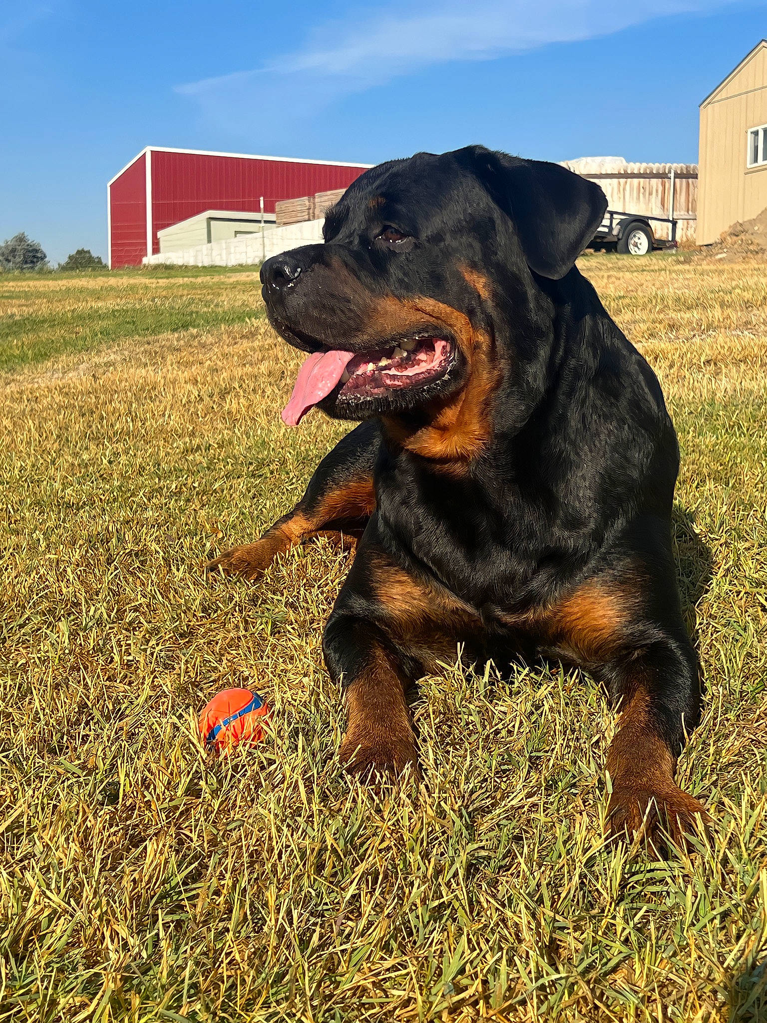 Brutus is registered to the contest to win money with this photo: ball, carnivore, collar, companion_dog, dog, dog_breed, grass, guard_dog, happy, hound, liver, plant, rottweiler, sky, smile, snout, sporting_group, tree, window, working_animal