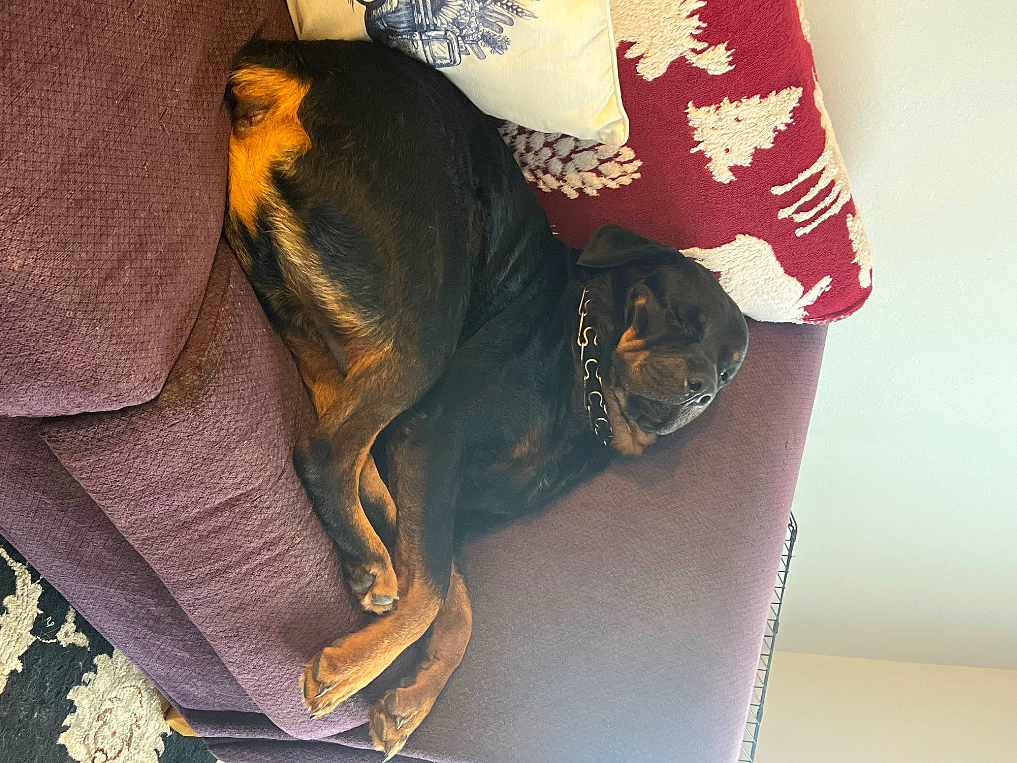 Brutus is registered to the contest to win money with this photo: bag, cap, carmine, collar, costume_hat, denim, fashion_accessory, flag_of_the_united_states, fur, gesture, human_leg, leather_jacket, pattern, sleeve, sportswear, t_shirt, thigh, uniform, waist, wrist