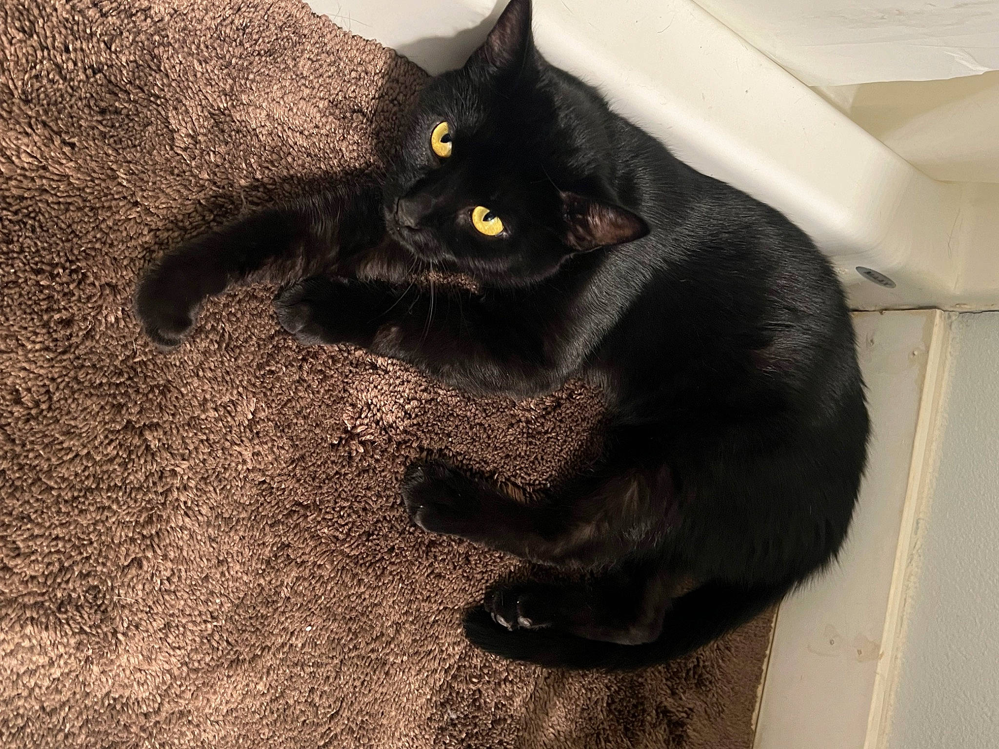 Shadow joined the competition — help win amazing prizes! black_cat, bombay, carnivore, cat, claw, domestic_short_haired_cat, felidae, fur, havana_brown, paw, plant, shadow, small_to_medium_sized_cats, snout, tail, terrestrial_animal, whiskers