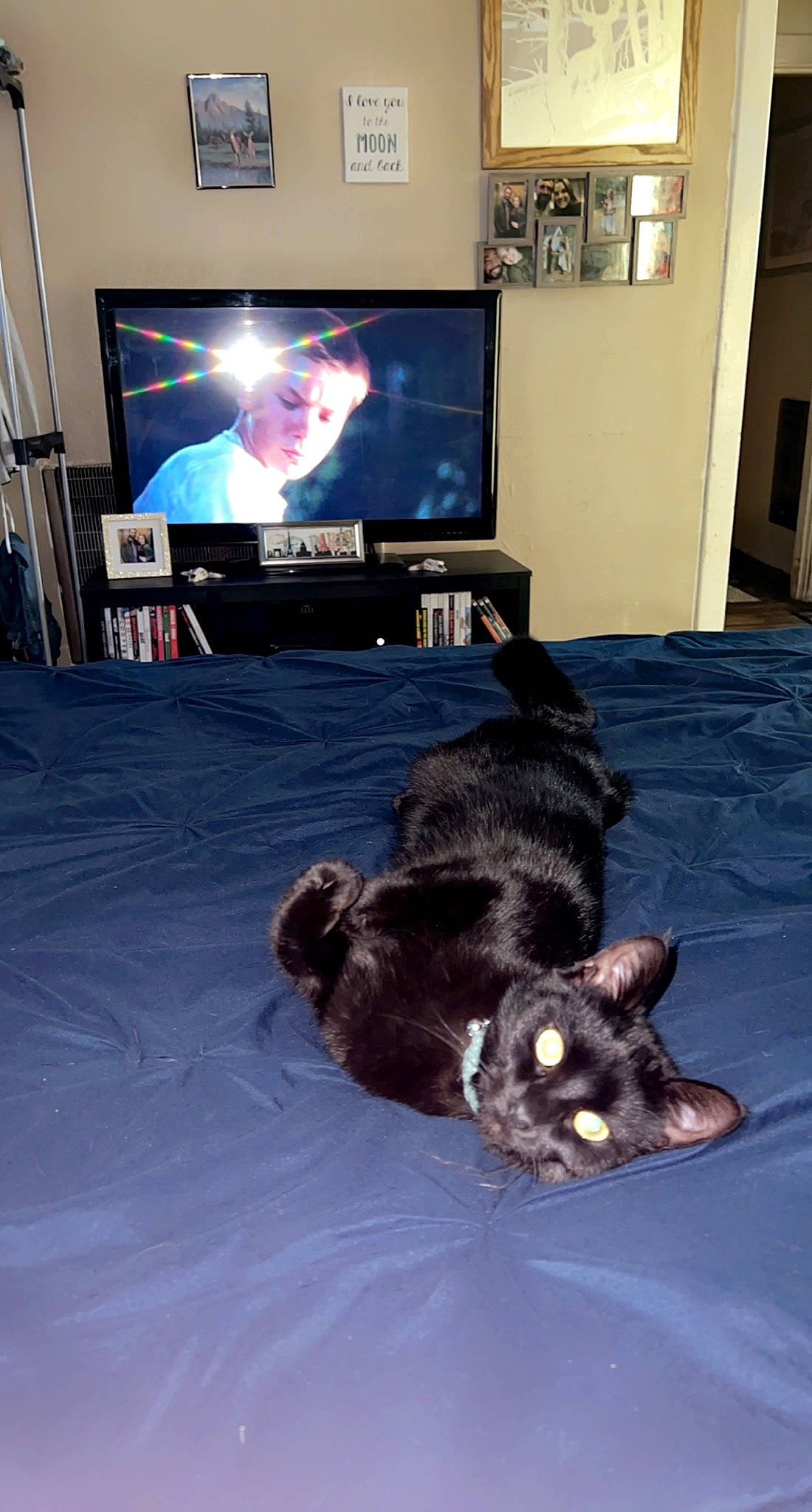 Shadow joined the competition — help win amazing prizes! black_cat, canidae, carnivore, cat, comfort, display_device, dog_breed, domestic_short_haired_cat, event, felidae, floor, flooring, fur, small_to_medium_sized_cats, sporting_group, table, tail, television, television_set, whiskers