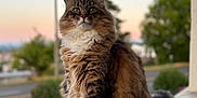 Nami is registered to the contest to win money with this photo: cat, fluffy, tabby, outdoor, sunset, nature, animal, pet, feline, portrait, sitting, fur, whiskers, closeup, cute, calm, wood, greenery, blurred_background, daylight