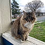 cat, tabby, fluffy, white_paws, outdoor, grass, tree, road, wooden_ledge, animal, pet, feline, nature, window_sill, curious, fur, whiskers, daylight, sky, sidewalk