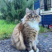 Nami is registered to the contest to win money with this photo: cat, fluffy, outdoor, grass, bush, house, window, gravel, sitting, pet, animal, feline, greenery, nature, fur, whiskers, paws, tabby, domestic_cat, curious