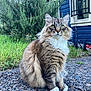 cat, fluffy, outdoor, grass, bush, house, window, gravel, sitting, pet, animal, feline, greenery, nature, fur, whiskers, paws, tabby, domestic_cat, curious