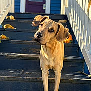 Cletus is registered to the contest to win money with this photo: animal, blue, canine, curious, daylight, decor, dog, door, fall, gourd, head_tilt, house, outdoor, pet, portrait, purple, shadow, stairs, sunlight, wood