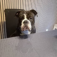 Venzo a rejoint le concours — aidez-le/la à gagner de superbes lots ! dog, bulldog, black_and_white, pet, animal, portrait, sitting, indoors, table, chair, wallpaper, striped_background, home, furniture, head, muzzle, wrinkles, floppy_ears, centered_composition, photography