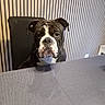 dog, bulldog, black_and_white, pet, animal, portrait, sitting, indoors, table, chair, wallpaper, striped_background, home, furniture, head, muzzle, wrinkles, floppy_ears, centered_composition, photography