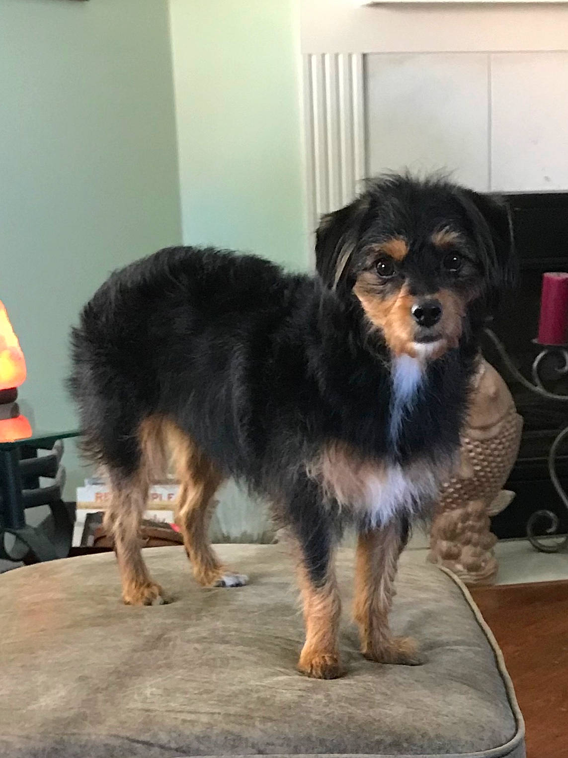 Gidget is registered to the contest to win money with this photo: australian_shepherd, basque_shepherd_dog, canidae, carnivore, companion_dog, dog, dog_breed, mammal, miniature_australian_shepherd, puppy, rare_breed_dog, small_greek_domestic_dog, vertebrate, working_dog