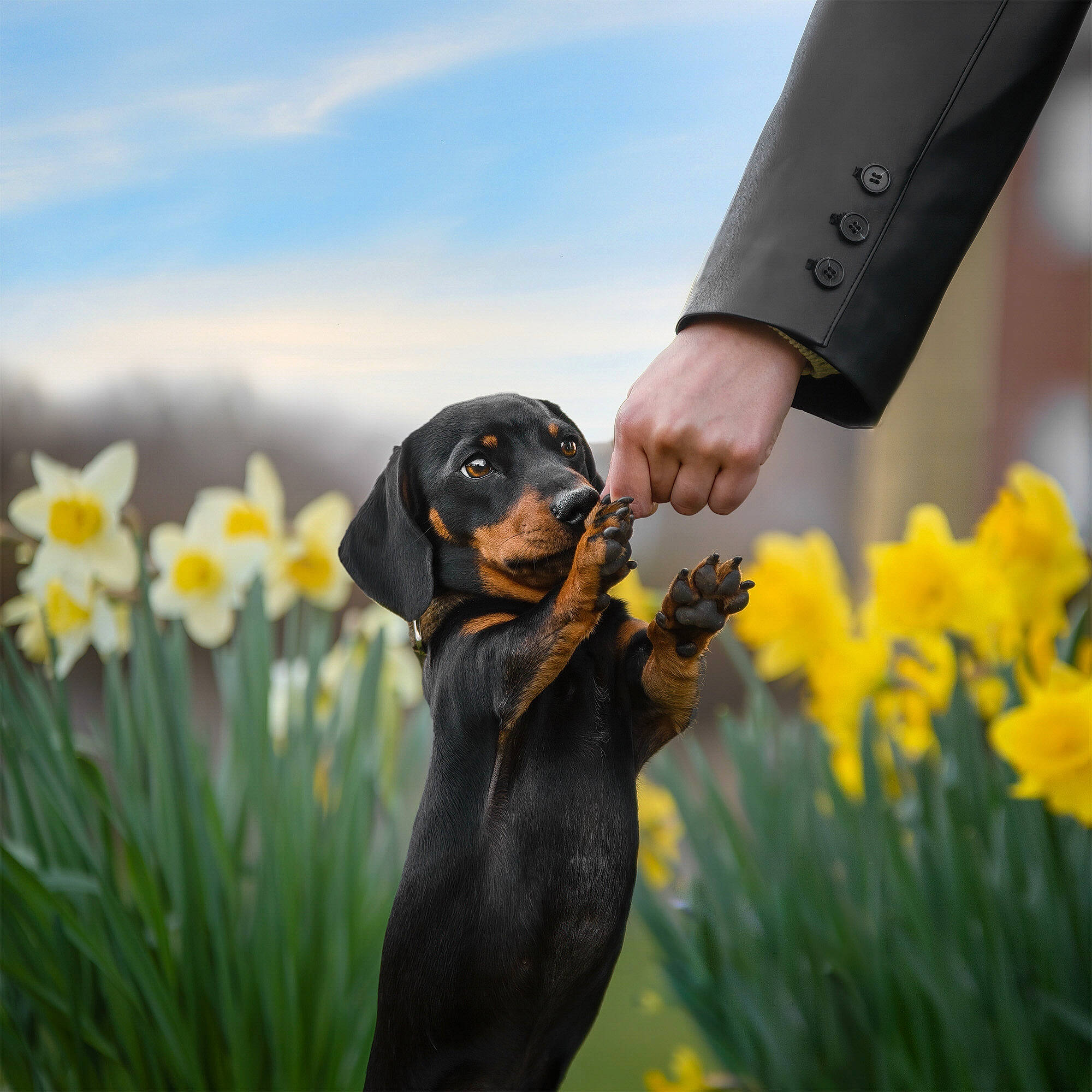 Levi is registered to the contest to win money with this photo: canidae, carnivore, cloud, companion_dog, dog, dog_breed, flower, formal_wear, gesture, grass, grassland, happy, landscape, meadow, people_in_nature, pinscher, plant, sky, sporting_group, working_animal