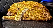 Coppertone joined the competition — help win amazing prizes! animal, black_couch, blue_container, cat, cozy, curled_up, domestic_cat, feline, fur, household, indoor, leather_couch, napping, orange_tabby, pet, quiet, quilted_pattern, relaxing, resting, sleeping