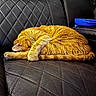 Coppertone joined the competition — help win amazing prizes! cat, orange_tabby, sleeping, curled_up, leather_couch, quilted_pattern, indoor, pet, fur, relaxing, cozy, napping, animal, domestic_cat, resting, feline, household, blue_container, black_couch, quiet