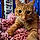 Coppertone