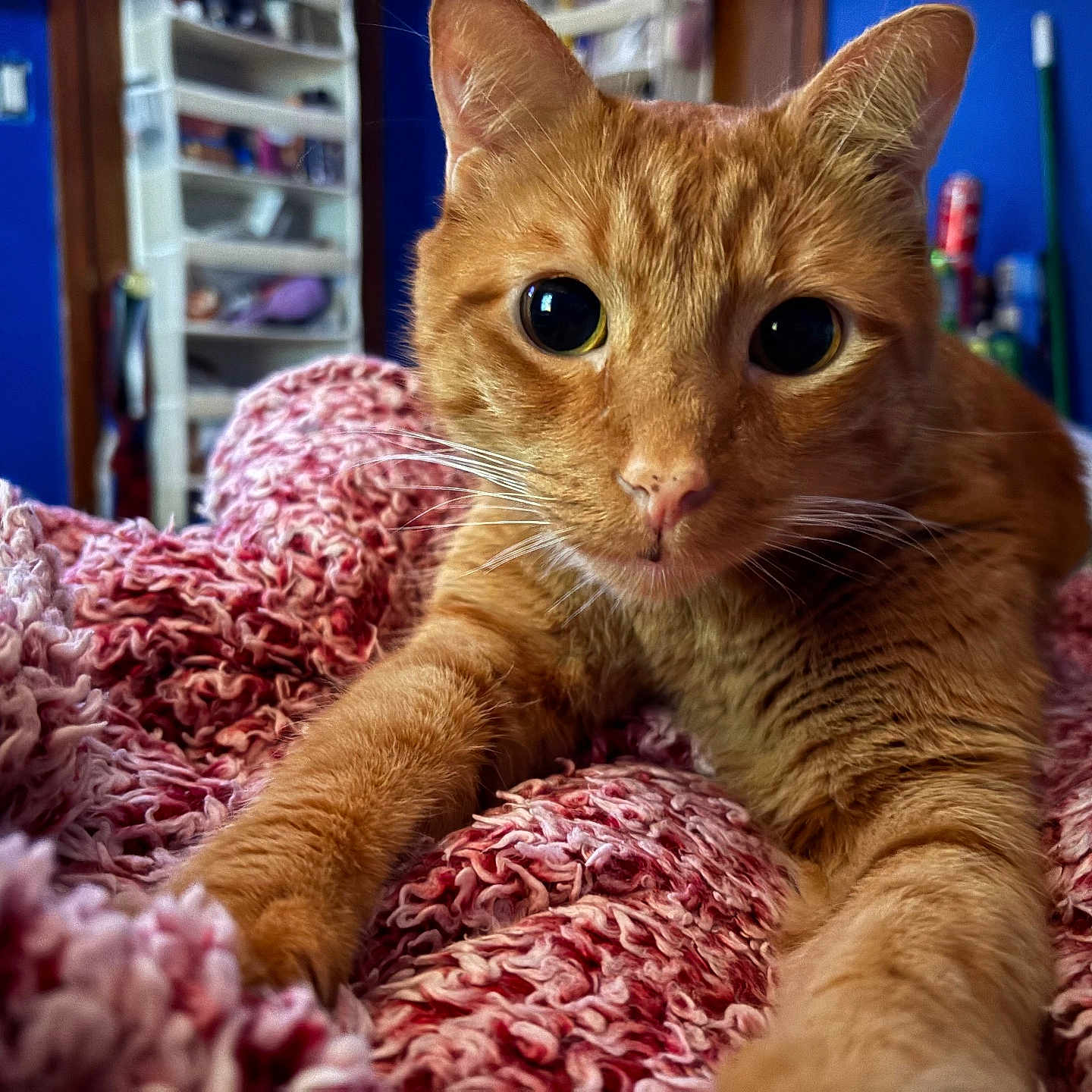 Coppertone joined the competition — help win amazing prizes! cat, orange_tabby, pet, animal, feline, close_up, blanket, texture, cozy, indoor, curious, wide_eyes, paw, stretching, fur, whiskers, blue_wall, shelf, household_items, blurred_background