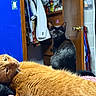 Coppertone is registered to the contest to win money with this photo: cat, ginger_cat, black_cat, indoor, bed, blanket, furniture, closet, door, hanger, clothing, relaxing, pet, animal, fur, whiskers, eyes, orange, black, cozy
