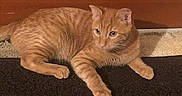 Coppertone is registered to the contest to win money with this photo: cat, orange_tabby, pet, animal, indoor, door, carpet, fur, whiskers, ears, paws, relaxed, alert, cute, domestic, feline, mammal, resting, household, curious