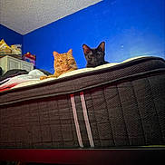 Coppertone joined the competition — help win amazing prizes! cat, orange_cat, black_cat, mattress, bedroom, indoor, blue_wall, pets, animals, feline, resting, looking, low_angle, home, cozy, fur, ears, whiskers, curious, two_cats