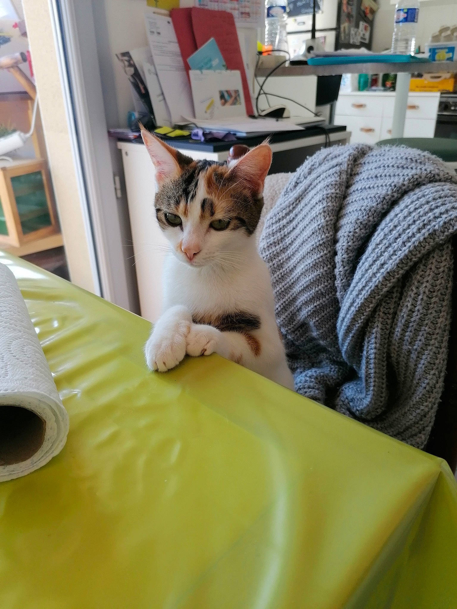 Lili participe au concours pour gagner de l'argent avec cette photo : carnivore, cat, chair, comfort, couch, domestic_short_haired_cat, door, felidae, flooring, fur, furniture, linens, picture_frame, room, shelf, small_to_medium_sized_cats, table, tail, whiskers, wood