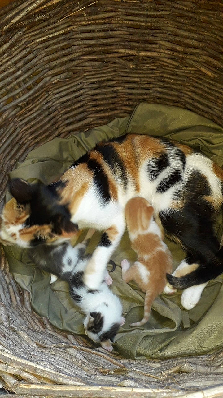 Claire participe au concours pour gagner de l'argent avec cette photo : canidae, carnivore, cat, dog_breed, fawn, felidae, sporting_group