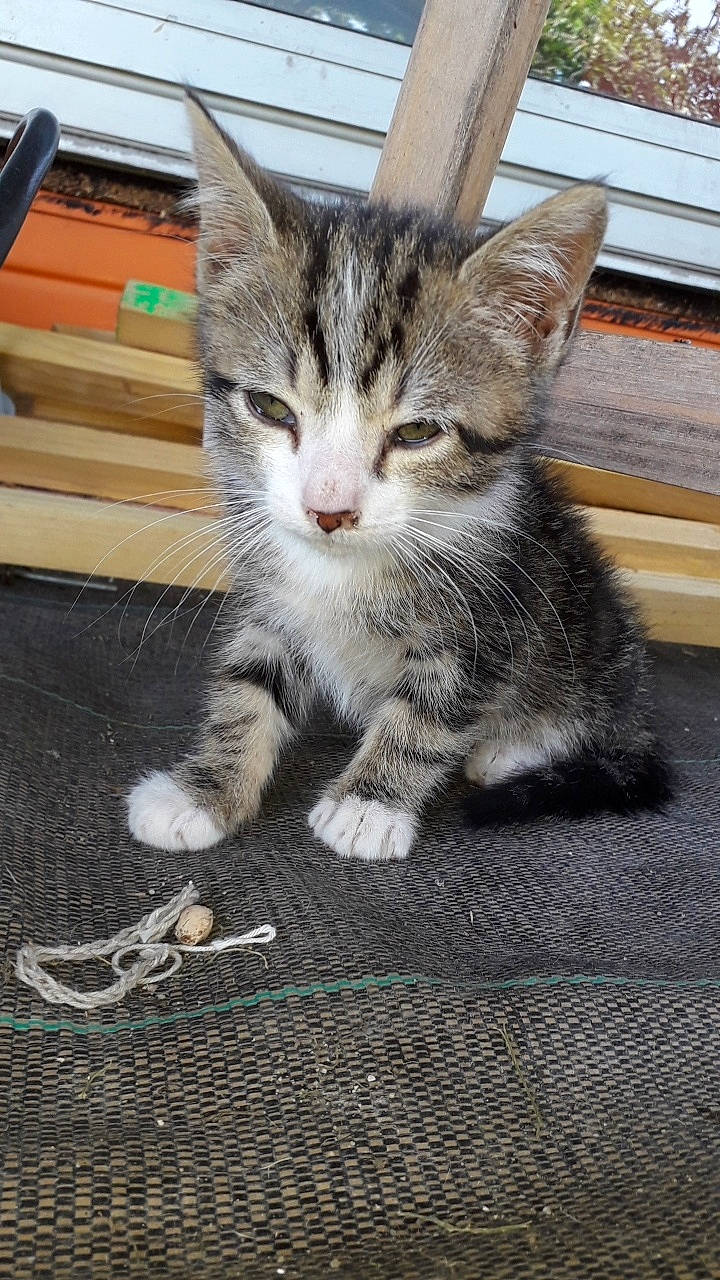 Atchum participe au concours pour gagner de l'argent avec cette photo : aegean_cat, american_shorthair, american_wirehair, asian, carnivore, cat, domestic_short_haired_cat, dragon_li, european_shorthair, felidae, kitten, mammal, pixie_bob, polydactyl_cat, siberian, small_to_medium_sized_cats, tabby_cat, vertebrate, whiskers, wild_cat