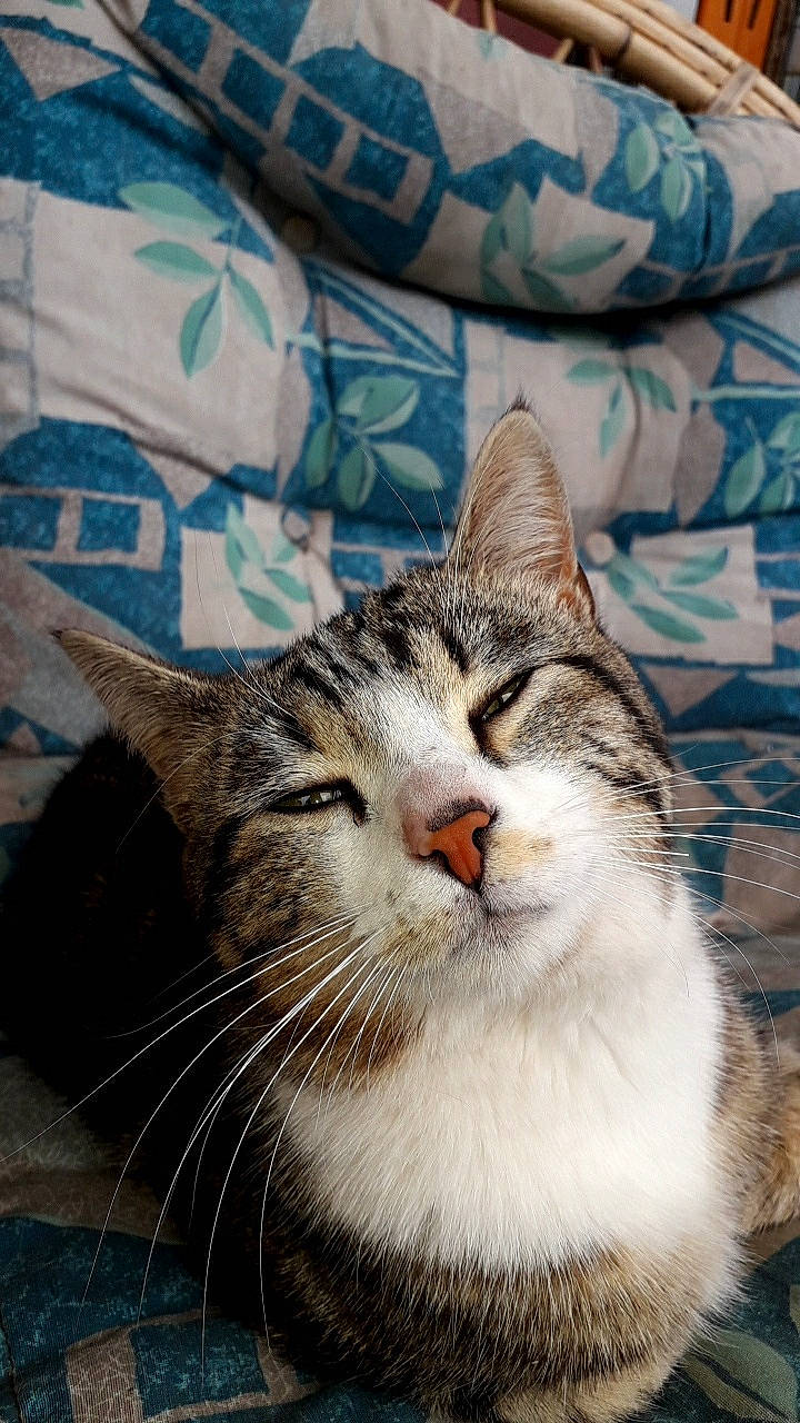 Atchum participe au concours pour gagner de l'argent avec cette photo : aegean_cat, american_shorthair, american_wirehair, asian, carnivore, cat, domestic_short_haired_cat, dragon_li, european_shorthair, felidae, fur, kitten, mammal, norwegian_forest_cat, polydactyl_cat, small_to_medium_sized_cats, snout, tabby_cat, whiskers, wild_cat