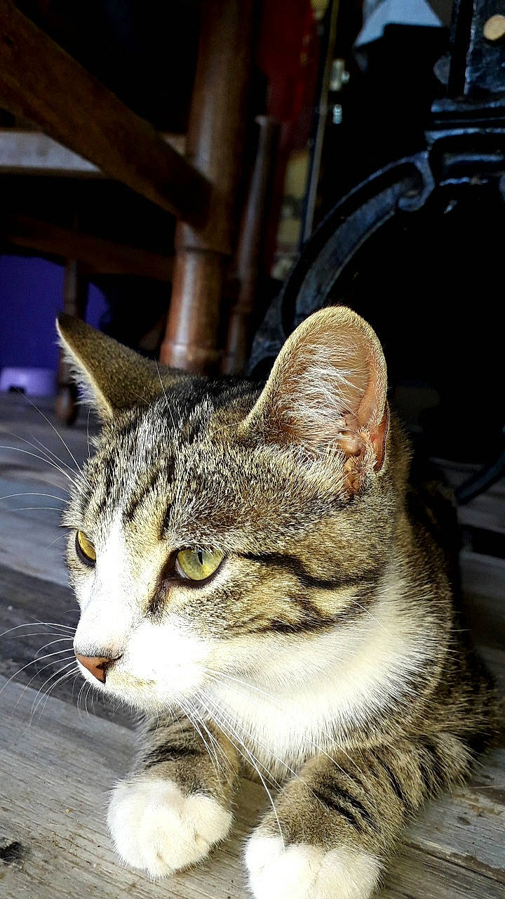 Atchum a rejoint le concours — aidez-le/la à gagner de superbes lots ! aegean_cat, american_shorthair, american_wirehair, asian, california_spangled, carnivore, cat, chausie, domestic_short_haired_cat, dragon_li, european_shorthair, felidae, kitten, mammal, rusty_spotted_cat, small_to_medium_sized_cats, snout, tabby_cat, whiskers, wild_cat