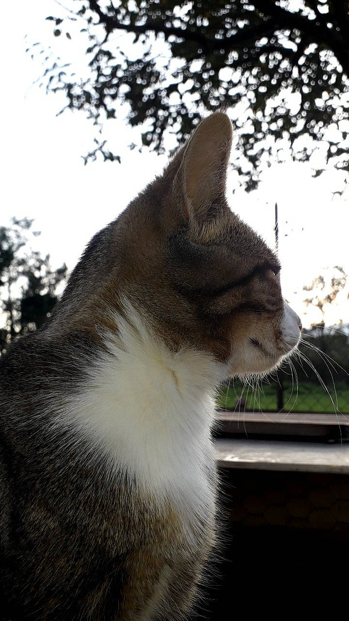 Atchum a rejoint le concours — aidez-le/la à gagner de superbes lots ! aegean_cat, american_wirehair, carnivore, cat, domestic_short_haired_cat, felidae, fur, mammal, small_to_medium_sized_cats, snout, tail, tree, whiskers, window