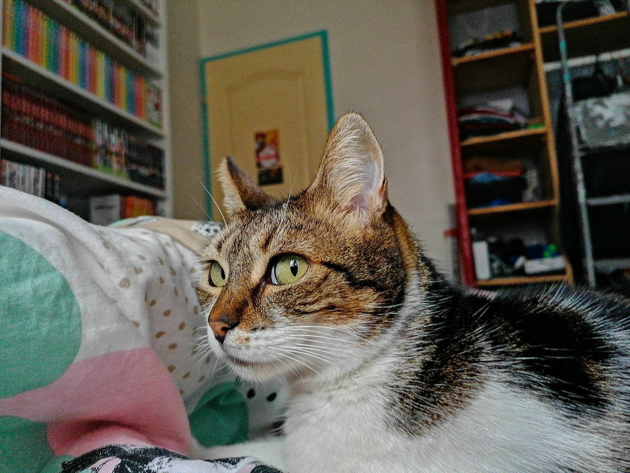 Praline a rejoint le concours — aidez-le/la à gagner de superbes lots ! aegean_cat, american_shorthair, american_wirehair, asian, carnivore, cat, domestic_short_haired_cat, dragon_li, ear, european_shorthair, eye, felidae, fur, kitten, small_to_medium_sized_cats, snout, tabby_cat, whiskers, wild_cat