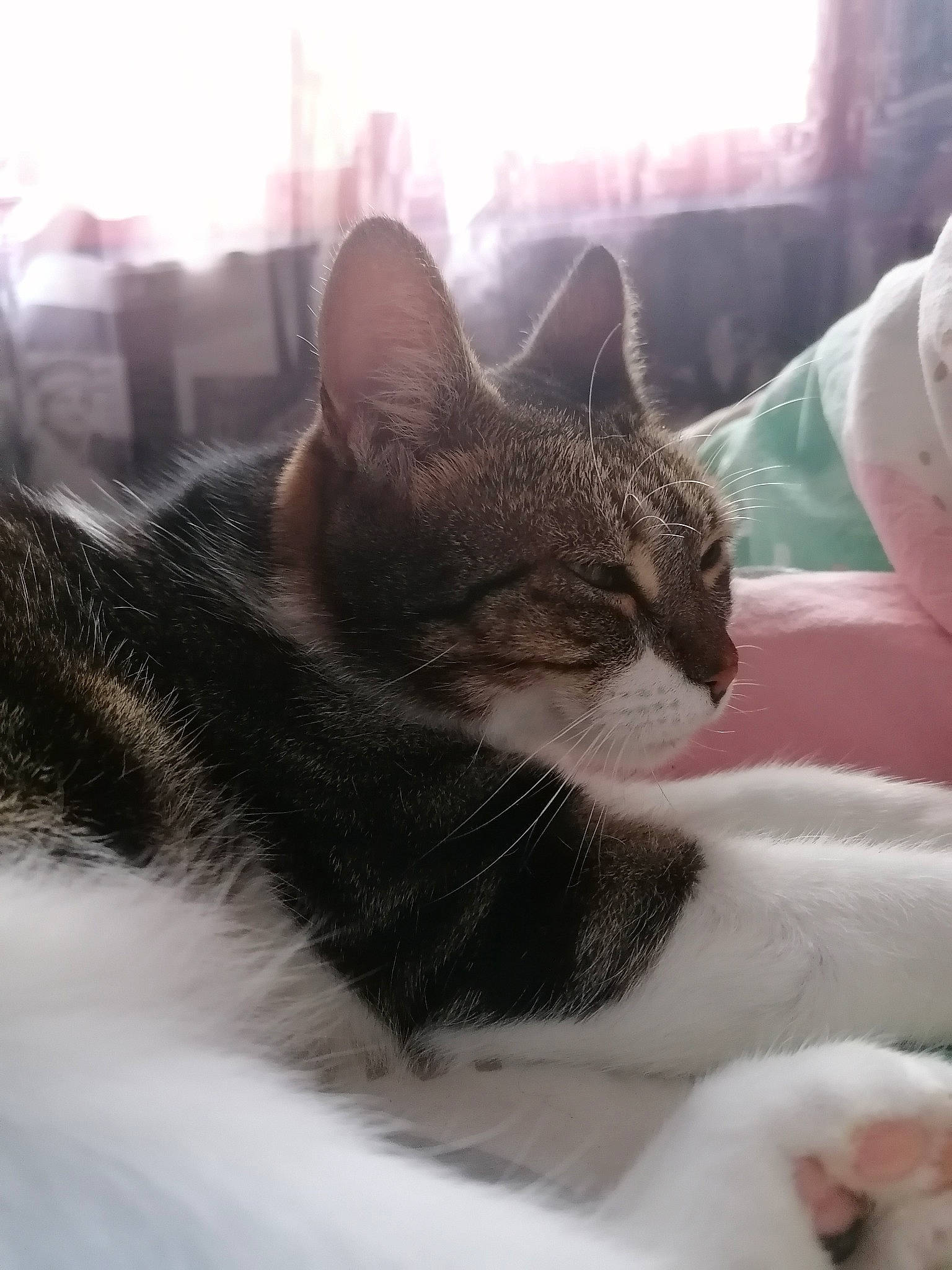 Praline a rejoint le concours — aidez-le/la à gagner de superbes lots ! aegean_cat, american_wirehair, asian, carnivore, cat, domestic_short_haired_cat, dragon_li, european_shorthair, felidae, fur, kitten, mammal, paw, polydactyl_cat, small_to_medium_sized_cats, snout, tabby_cat, whiskers