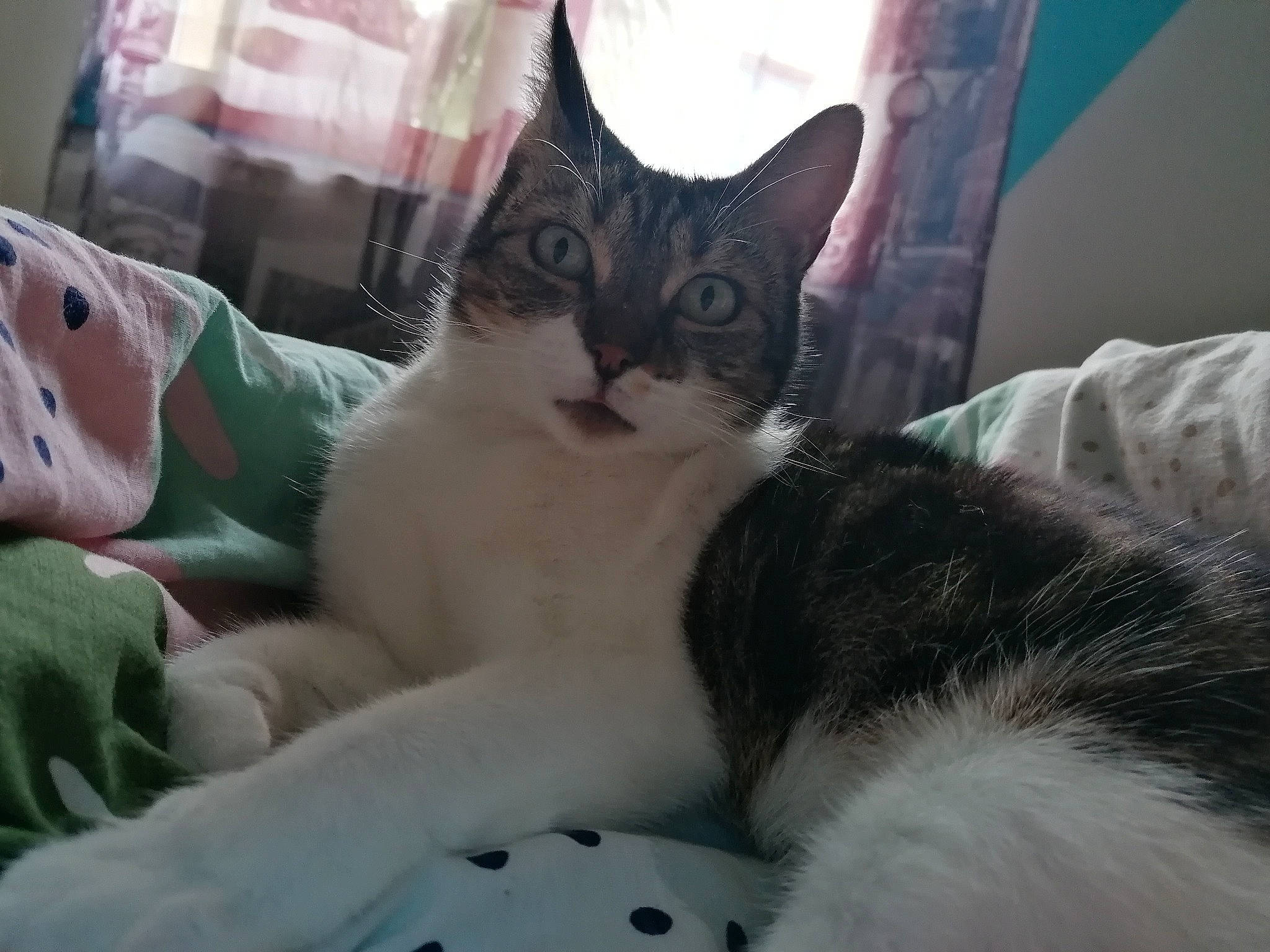 Praline participe au concours pour gagner de l'argent avec cette photo : aegean_cat, american_shorthair, american_wirehair, asian, carnivore, cat, domestic_short_haired_cat, european_shorthair, felidae, fur, kitten, mammal, paw, polydactyl_cat, small_to_medium_sized_cats, tail, whiskers