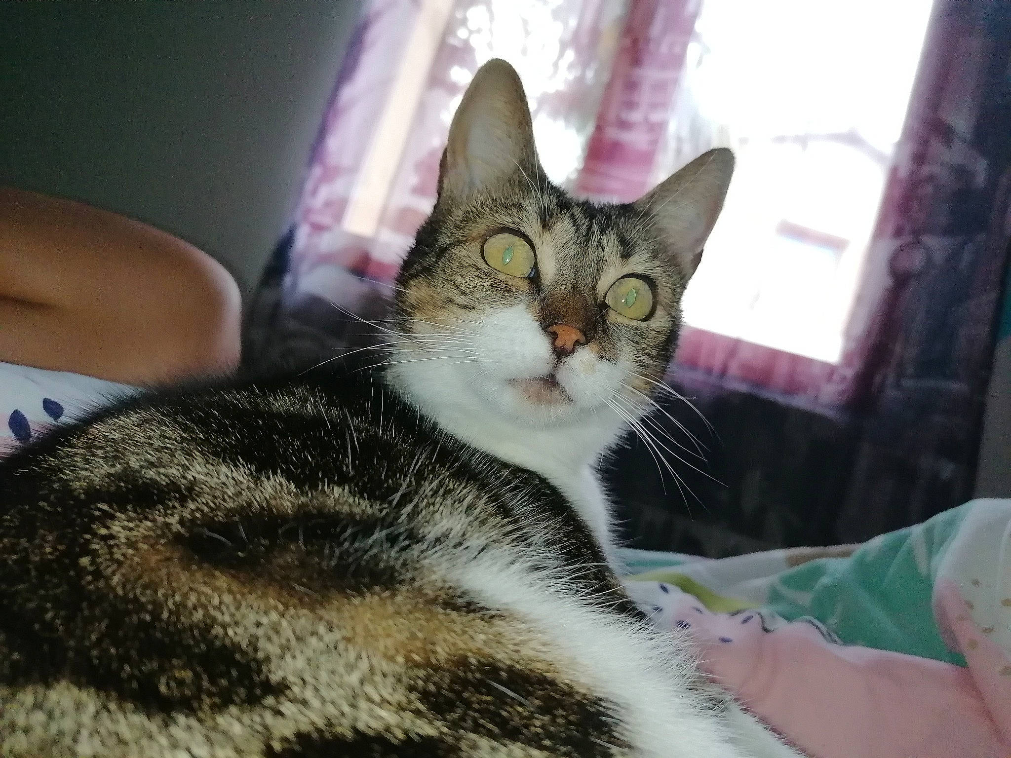 Praline a rejoint le concours — aidez-le/la à gagner de superbes lots ! aegean_cat, american_shorthair, american_wirehair, asian, carnivore, cat, chausie, domestic_short_haired_cat, dragon_li, egyptian_mau, european_shorthair, eye, felidae, fur, kitten, mammal, small_to_medium_sized_cats, snout, tabby_cat, whiskers