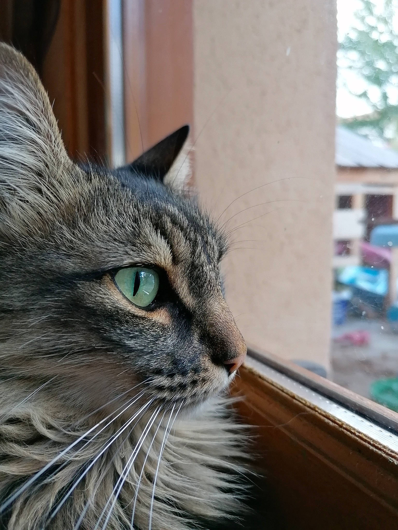 Plume a rejoint le concours — aidez-le/la à gagner de superbes lots ! aegean_cat, asian, carnivore, cat, close_up, domestic_short_haired_cat, dragon_li, european_shorthair, eye, felidae, fur, mammal, norwegian_forest_cat, ojos_azules, small_to_medium_sized_cats, snout, tabby_cat, whiskers, wild_cat, window