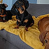 dog, dachshund, three_dogs, pet, puppy, black_and_tan, sitting, head_tilt, floppy_ears, collar, indoor, living_room, couch, blanket, cozy, portrait, animal, home, wood_floor, funny