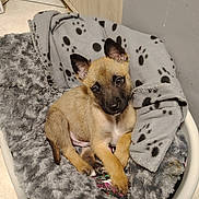 Marley a rejoint le concours — aidez-le/la à gagner de superbes lots ! puppy, dog, pet_bed, blanket, fleece, paw_print, fur, cute, young_dog, animal, indoors, tile_floor, relaxed, cozy, brown_fur, black_muzzle, ears, paws, looking_up, comfort