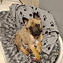 puppy, dog, pet_bed, blanket, fleece, paw_print, fur, cute, young_dog, animal, indoors, tile_floor, relaxed, cozy, brown_fur, black_muzzle, ears, paws, looking_up, comfort