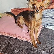 Miroslawa Lesniak participe au concours pour gagner de l'argent avec cette photo : dog, small_dog, long_ears, brown_fur, couch, blanket, pillow, indoor, pet, alert, fur, snout, tail, sitting, cozy, home, furniture, cute, animal, companion