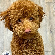Spidey joined the competition — help win amazing prizes! animal, brown, canine, close_up, curly_hair, cute, dog, eyes, floor, fur, indoor, looking_up, nose, pet, playful, puppy, shoe, snout, toy, whiskers